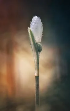 Snowdrop with waterdrops Stock Photos