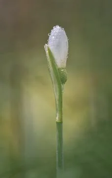 Snowdrop with waterdrops Stock Photos