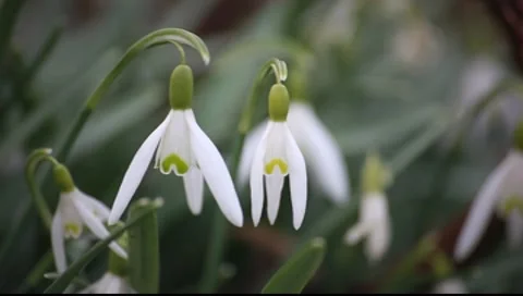 Snowdrop white flowers Stock-Footage 7906949