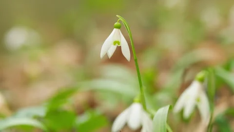 Snowdrop In Wild Bloom In Spring Forest. Early Spring. Blossoms Of Snowdrops Or Stock Footage 260277845