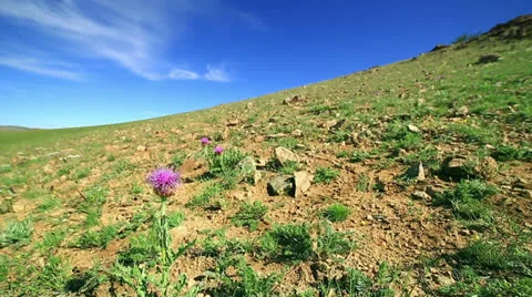 Snowdrop Wildflowers growing in steppe Stock Footage 32423336