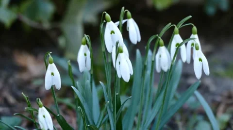 Snowdrop On Wind Stock Footage 48276340