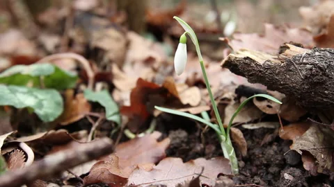 Snowdrop in the wood 1 Video stock 148484487