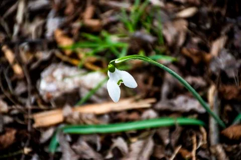Snowdrop zero and Stock Photos