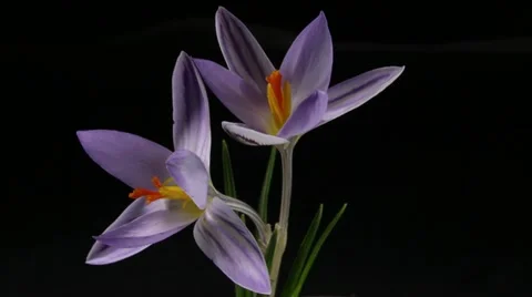 Snowdrope crocus saffron Stock-Footage 22182445