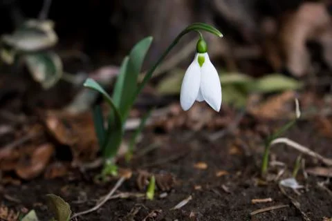 Snowdrops in 2017 Stock Photos
