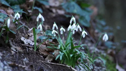 Snowdrops 3 wind slowmo Stock Footage 148547229