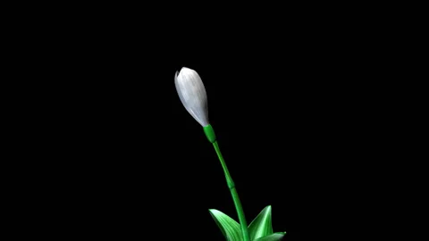 Snowdrops 3D Animated Stock Footage 100647189