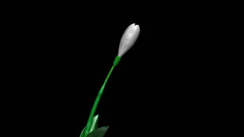 Snowdrops 3D Animated Stock Footage 100647203