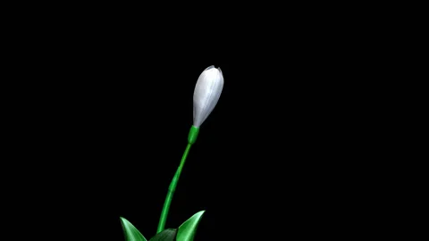 Snowdrops 3D Animated Stock Footage 100647229