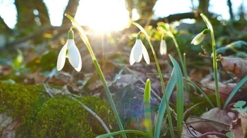 Snowdrops against sun, pan left, spring concept 動画素材 86030797