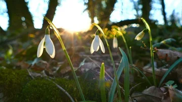 Snowdrops against sun, tilt down, spring concept Stock Footage 86036724