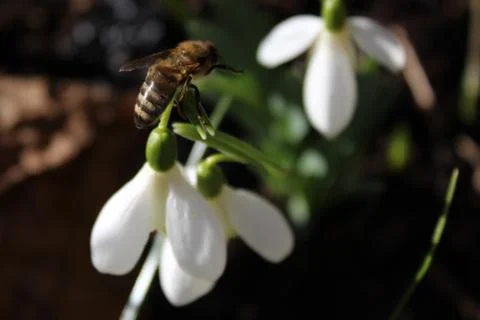 Snowdrops and a bee Stock Photos