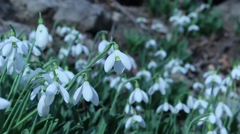 Snowdrops and breeze Video stock 46584470
