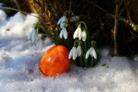 Snowdrops and a easter egg Stock Photos