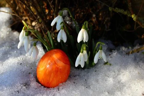 Snowdrops and a easter egg Stock Photos