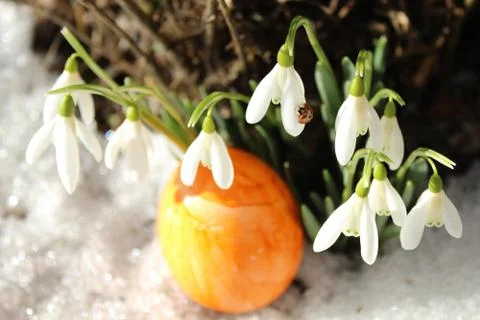 Snowdrops and a easter egg Foto stock