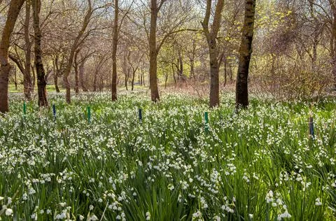 Snowdrops and Forest Foto stock