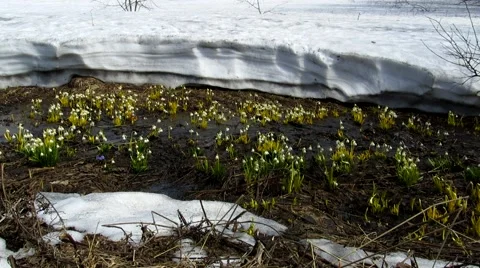 Snowdrops and lots of snow Stock Footage 68725587