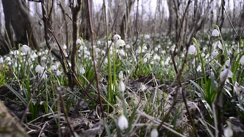 Snowdrops and spring snowflakes in a riverside forest Stock Footage 126972104