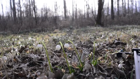 Snowdrops and spring snowflakes in a riverside forest Stock Footage 126972260