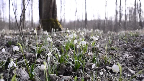 Snowdrops and spring snowflakes in a riverside forest Stock Footage 126972318