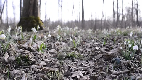 Snowdrops and spring snowflakes in a riverside forest Stock Footage 126972373