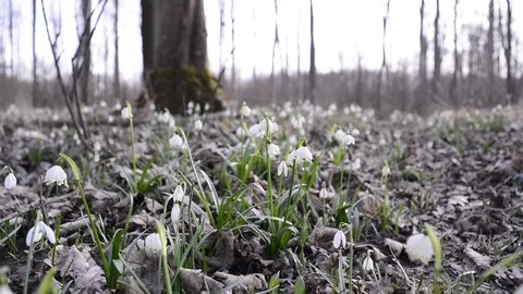 Snowdrops and spring snowflakes in a riverside forest Stock Footage 126972422