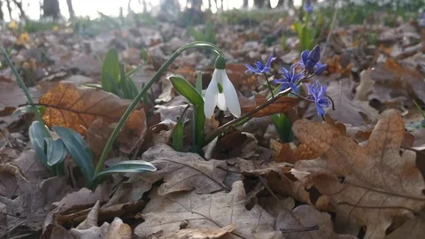 Snowdrops and undergrowth in the spring forest 4K Video stock 126936296