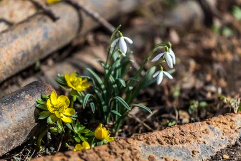 Snowdrops and Winter Aconites between old steel Stock Photos