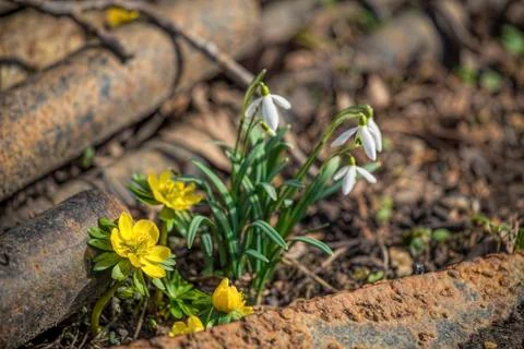 Snowdrops and Winter Aconites between old steel Stock Photos