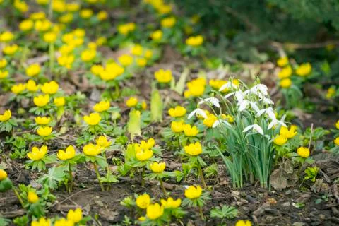 Snowdrops and Winter Aconites Foto stock