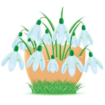 Snowdrops are in egg shell vector illustration イラスト素材
