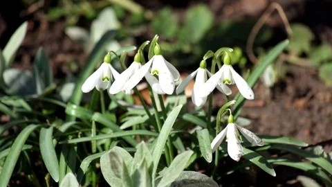 Snowdrops are the first spring flowers Stock Footage 89136747