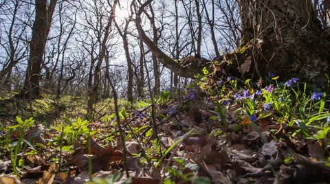 Snowdrops Are In Spring Forest Видео 36708090