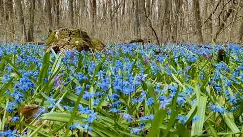 Snowdrops on the background of a stump Stock Footage 237877078