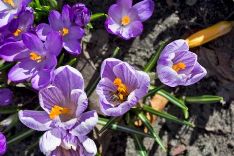 Snowdrops with a bee large, a bee on a macro flower Stock Photos