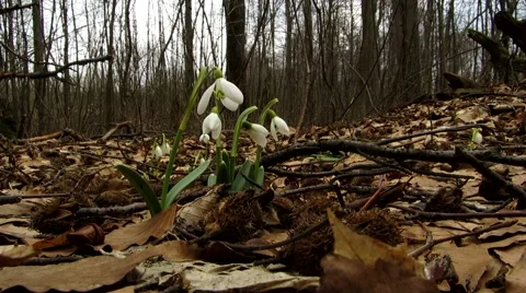 Snowdrops between leaves Stock Footage 68725607