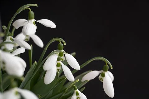 Snowdrops on a black background. delicate spring flowers, bouquet. Stock Photos