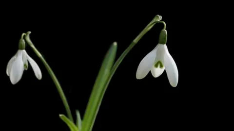 Snowdrops on black Foto stock