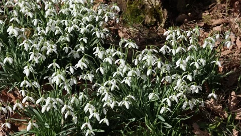Snowdrops bloom in the forest in spring Stock Footage 331243429