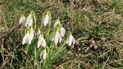 Snowdrops bloom in the forest in spring Stock Footage 334928667