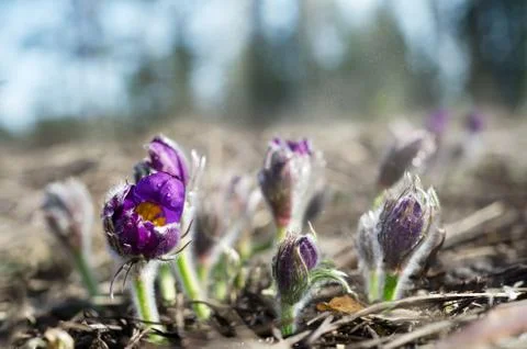Snowdrops bloom in the forest in the spring Fotos de archivo