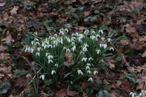 Snowdrops bloom in the forest in spring Stock Photos