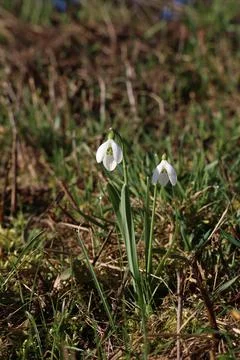 Snowdrops bloom in the forest in spring Stock Photos