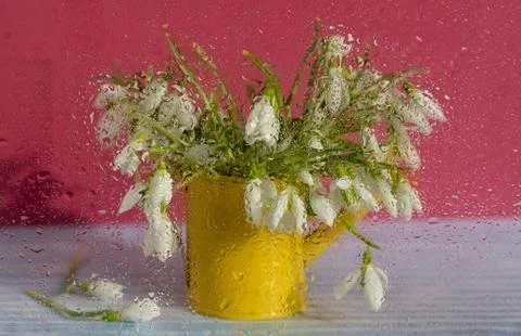 Snowdrops in bloom inside the window Stock Photos
