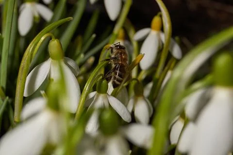 Snowdrops bloom on the lawn in the garden. The snowdrop is a symbol of spring. Stock Photos