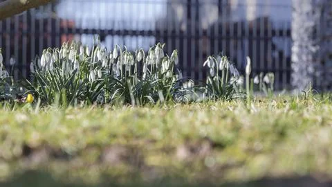 Snowdrops bloom in the meadow Stock Photos