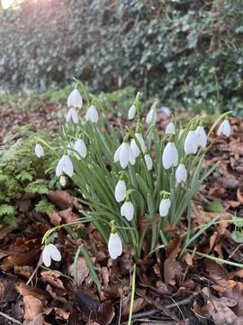 Snowdrops In Bloom Foto stock