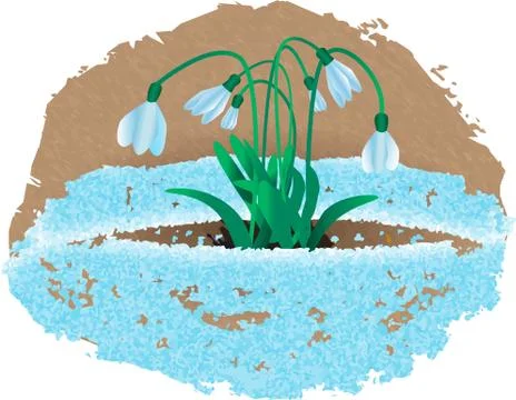 Snowdrops bloom in the snow. Stock Illustration